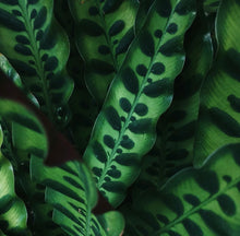 Load image into Gallery viewer, Calathea lancifolia &#39;Rattlesnake&#39;