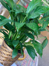 Load image into Gallery viewer, Spathiphyllum (Peace Lily)